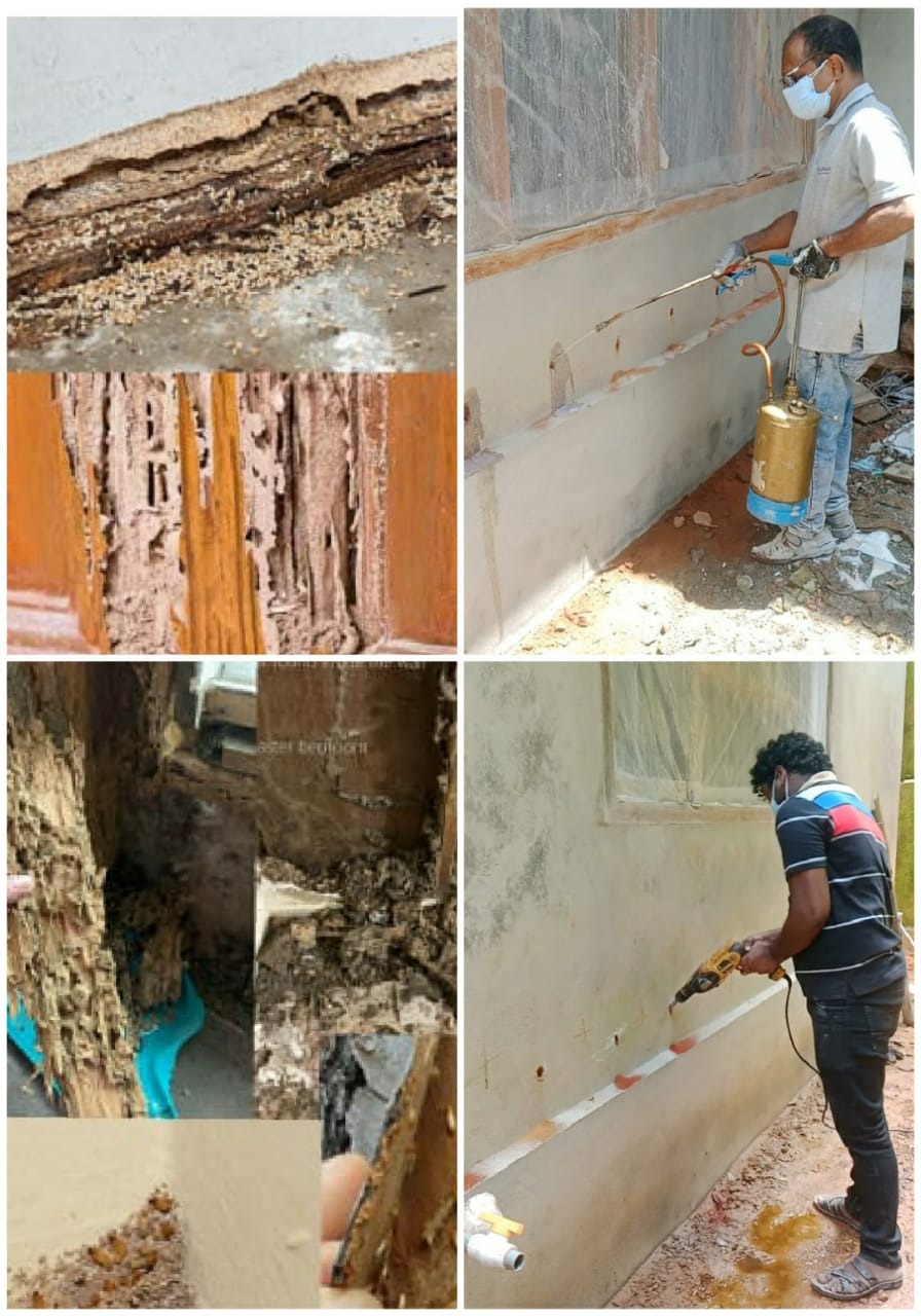 Pest control Termite work (ചിതൾ) Vatakara in Calicut : Yazljo