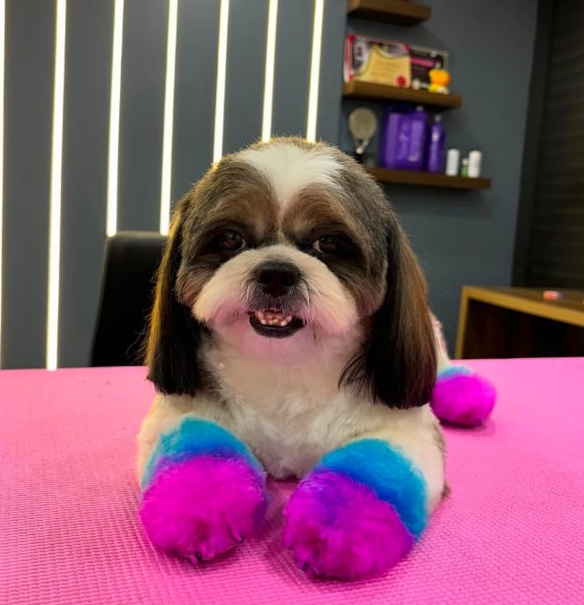 Pet Grooming Studio Thrissur,Pet Grooming Service Thrissur, For Our Pets  