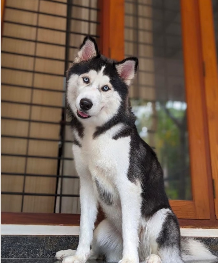 Pet Grooming Calicut,Home Pet Grooming Calicut,Doorstep  Pets Grooming  Calicut,The Dogs Paw 