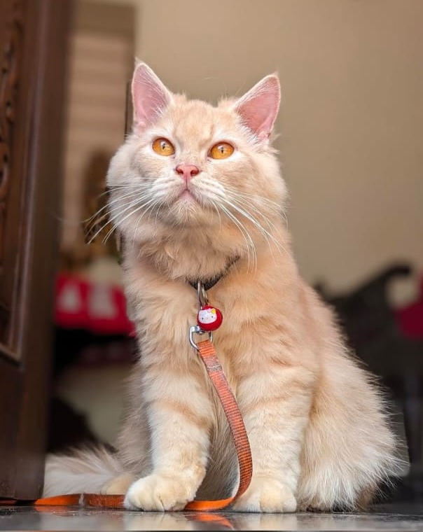 Pet Grooming Calicut,Home Pet Grooming Calicut,Doorstep  Pets Grooming  Calicut,The Dogs Paw 