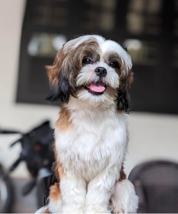 Pet Grooming Calicut,Home Pet Grooming Calicut,Doorstep  Pets Grooming  Calicut,The Dogs Paw 