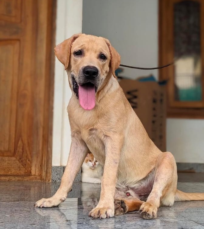 Pet Grooming Calicut,Home Pet Grooming Calicut,Doorstep  Pets Grooming  Calicut,The Dogs Paw 