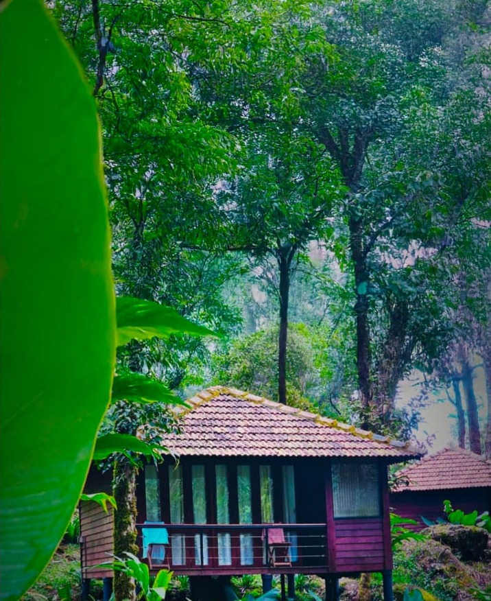 Resort Meppadi Wayanad, Forest Resort Meppadi Wayanad,Lanternstay Resort