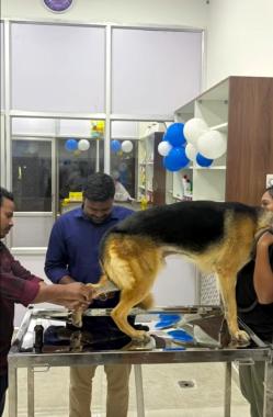 Pet clinic thazhambur Chennai, Pet Grooming Thazhambur Chennai , Pet Bording Thazhambur chennai, Wellvetz pet clinic Thazhambur Chennai.