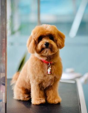  Pet boarding Kannur, Dog grooming Kannur, Professional dog trainers Kannur, Pet spa Kannur, Furr Byys Pet care