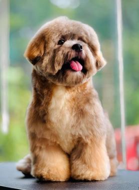  Pet boarding Kannur, Dog grooming Kannur, Professional dog trainers Kannur, Pet spa Kannur, Furr Byys Pet care