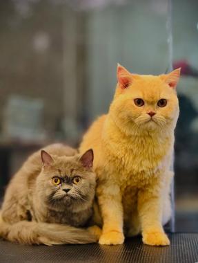  Pet boarding Kannur, Dog grooming Kannur, Professional dog trainers Kannur, Pet spa Kannur, Furr Byys Pet care