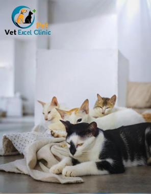 Pet Clinic Veterinarian Consultation Meppayil Vadakara, Vet Excel Pet clinic
