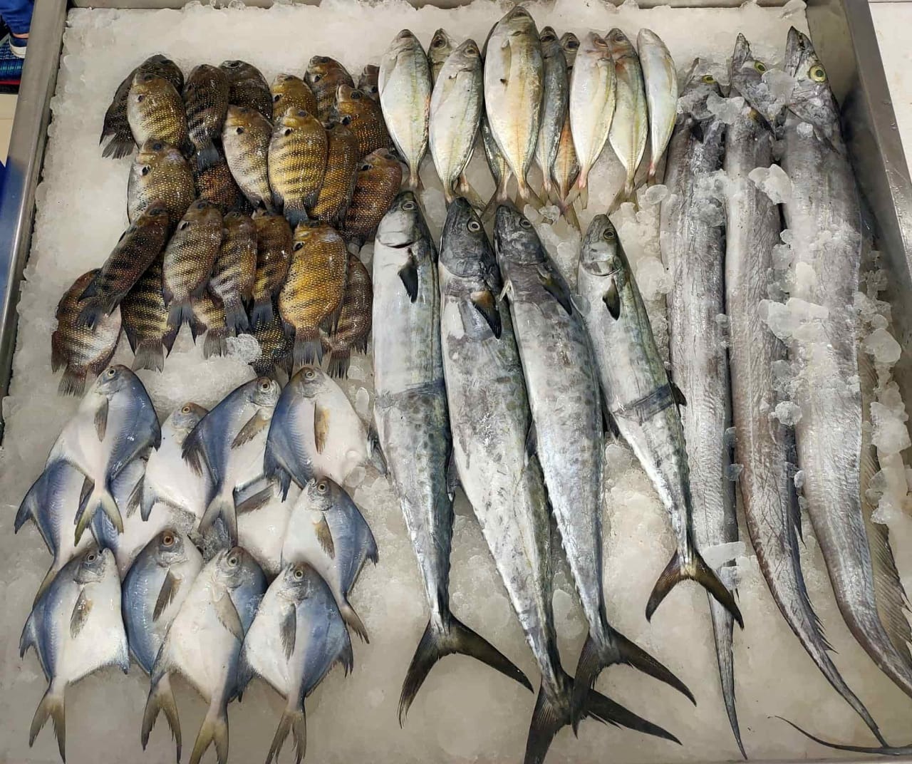 FISH