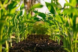 Kisan Organic