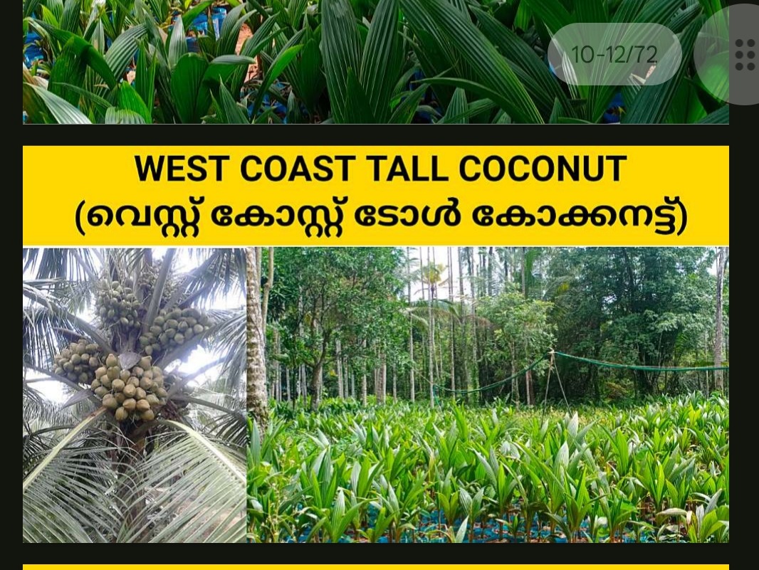 West Coast tall coconut