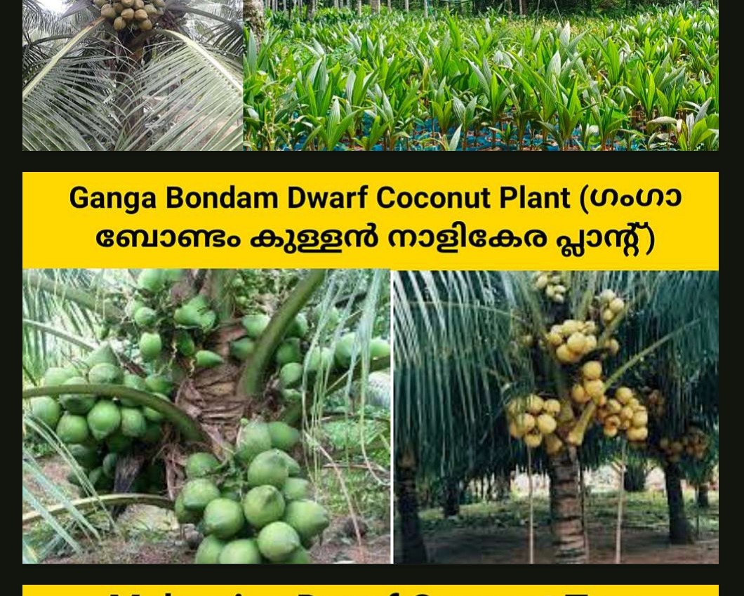 Ganga bondam dwarf coconut plant