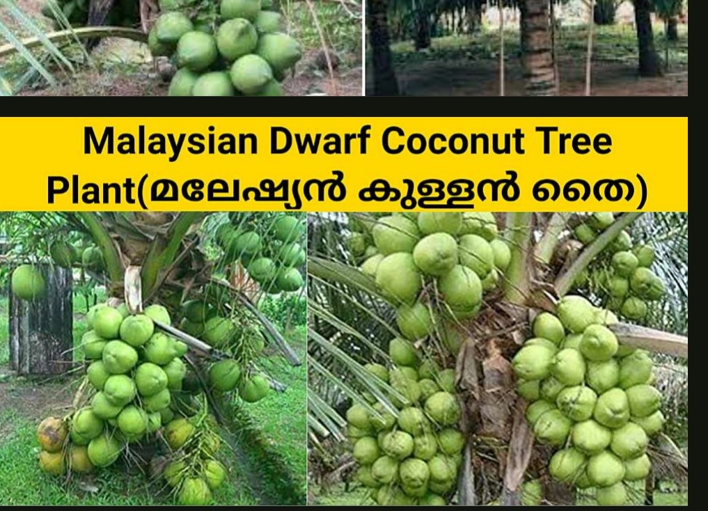 Malaysian dwarf coconut tree