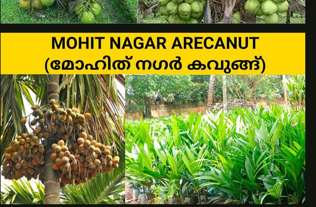 Mohit nagar arecanut