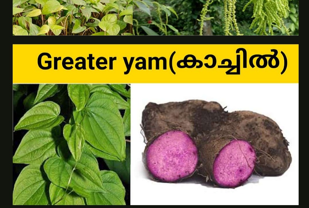 Grater yam