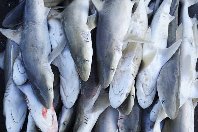 Shark / സ്രാവ് delivery available