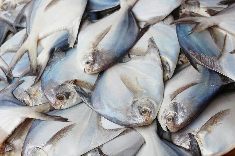 Pomfret/ആവോലി delivery available 