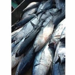 TUNA/ചൂര delivery  available  