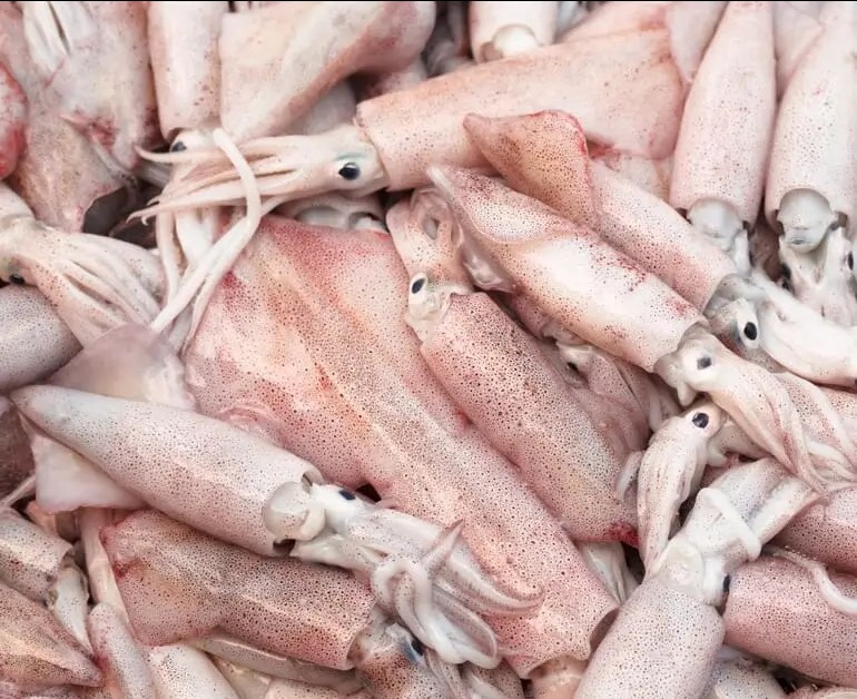 SQUID/കൂന്തൾ delivery available
