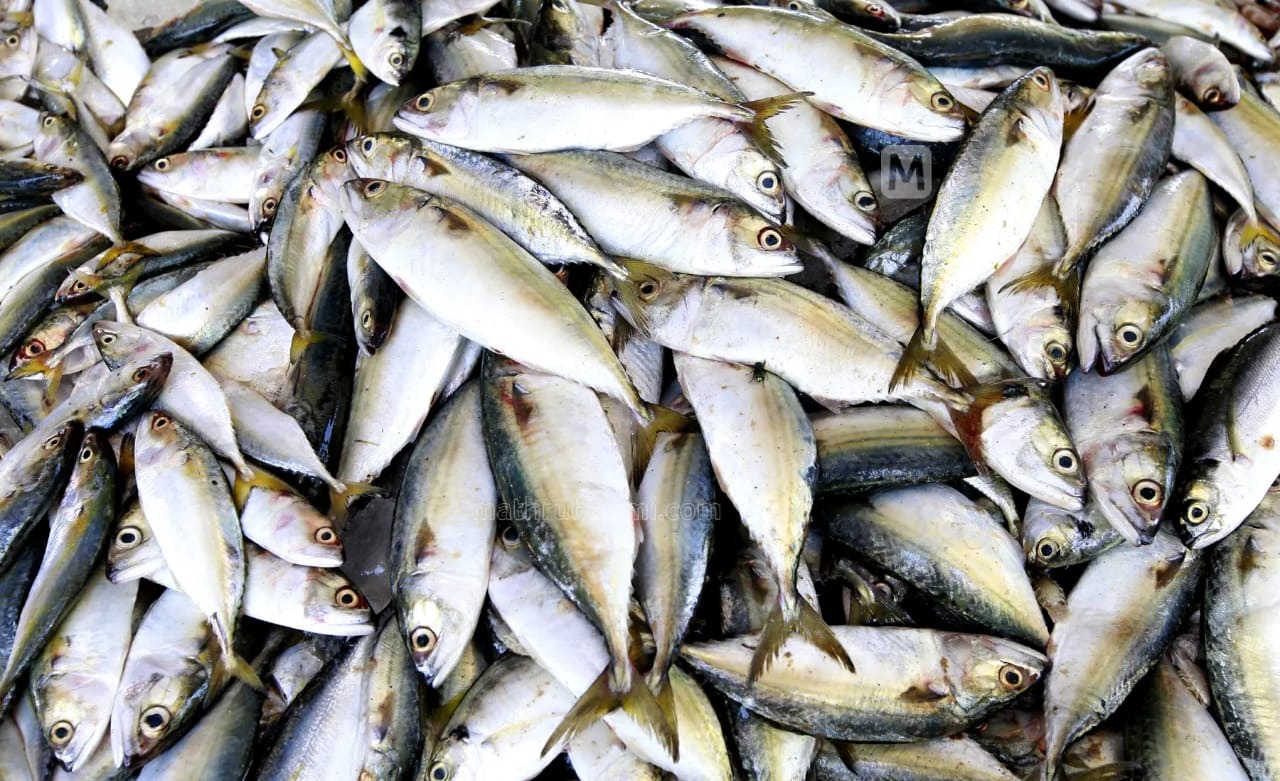 Mackerel/അയല delivery available 