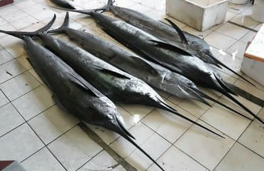 Sailfish/കൊയല delivery available 