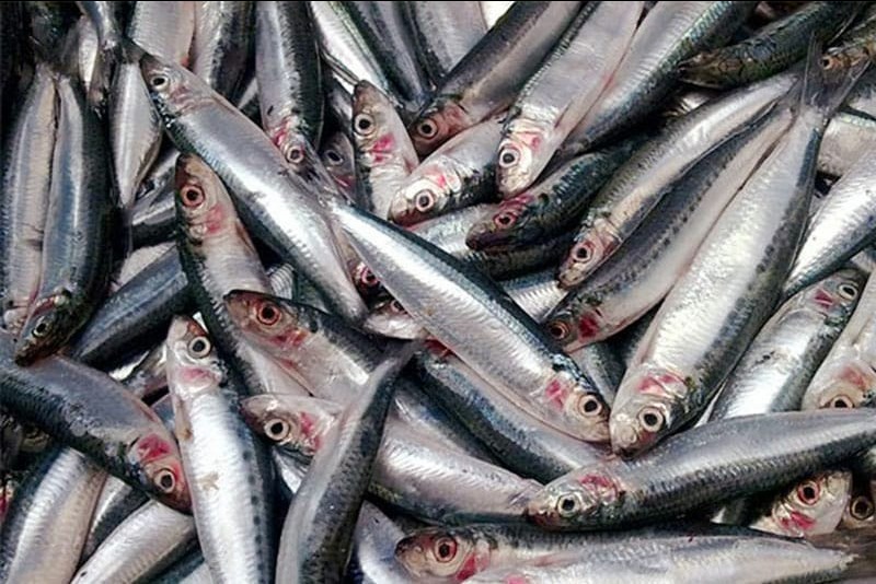 Sardine/മത്തി delivery available 