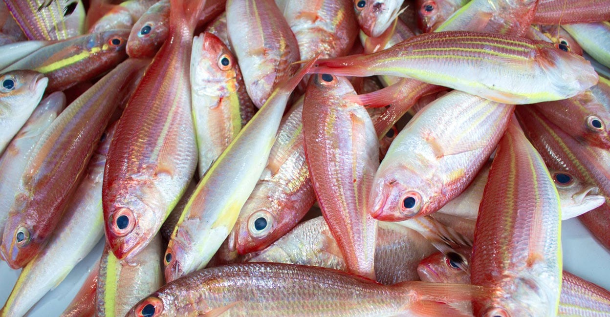 Pink Perch/കിളിമീൻ delivery available 