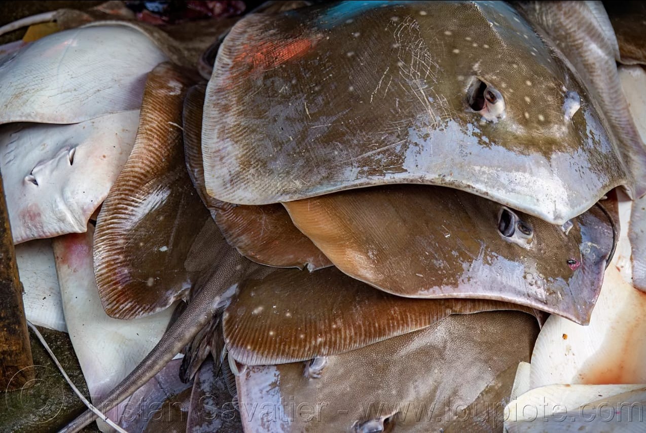 Stingray fish/തിരണ്ടി delivery available 