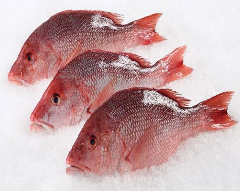  Snapper/ചെമ്പല്ലി delivery available