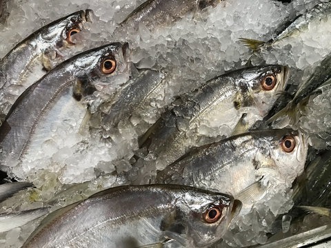 False trevally /Ade meen  delivery available