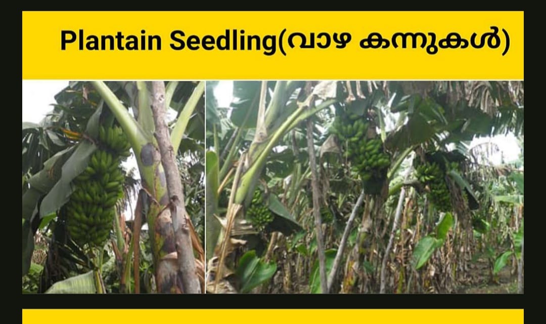 PLANTAIN SEEDLING