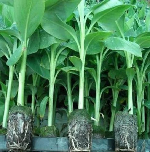 PLANTAIN SEEDLING