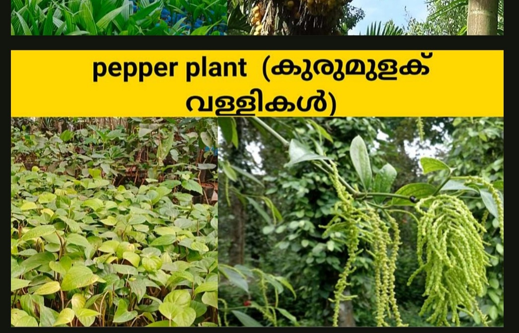 PEPPER PLANT