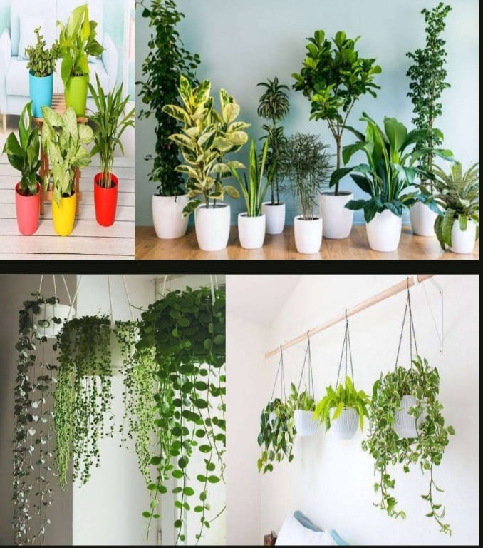 INDOOR PLANTS