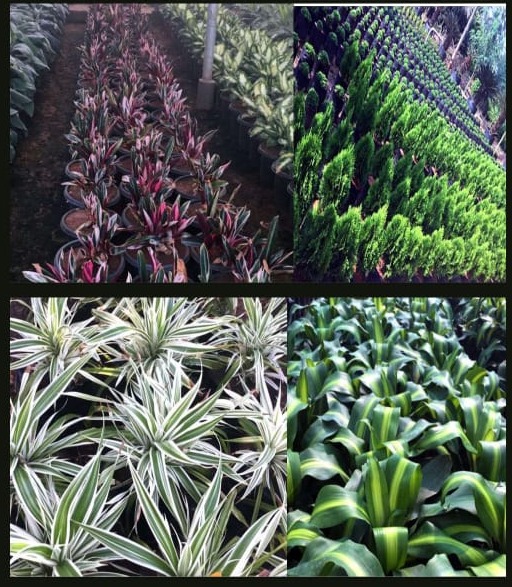 INDOOR PLANTS