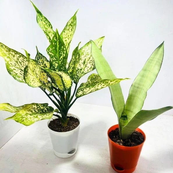 INDOOR PLANTS