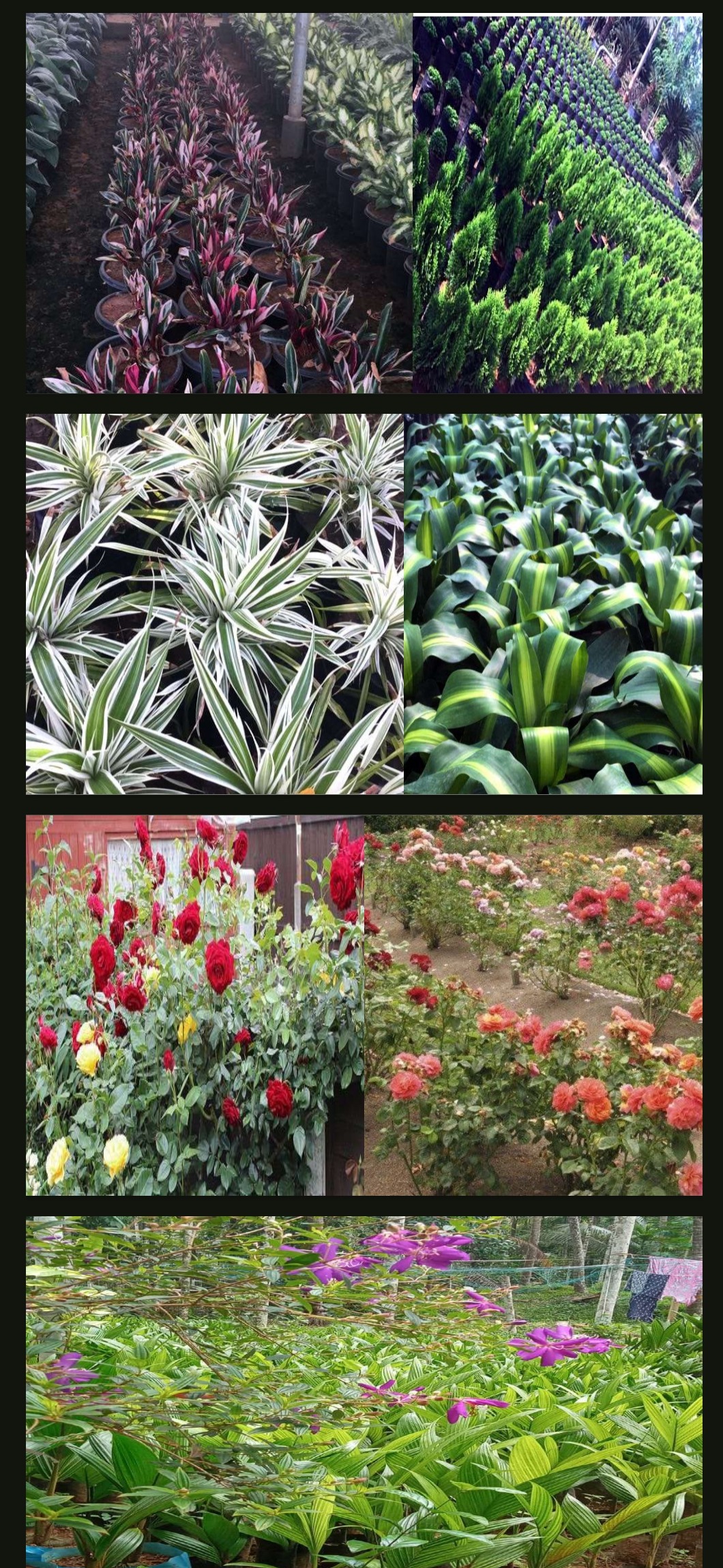 Plant seedlings