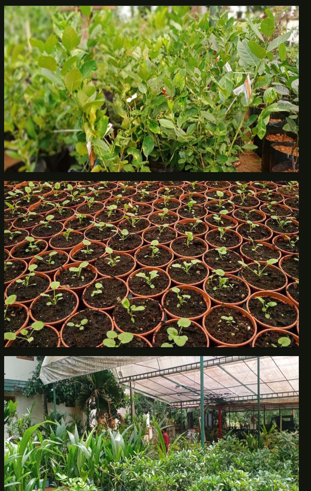 Plant seedlings