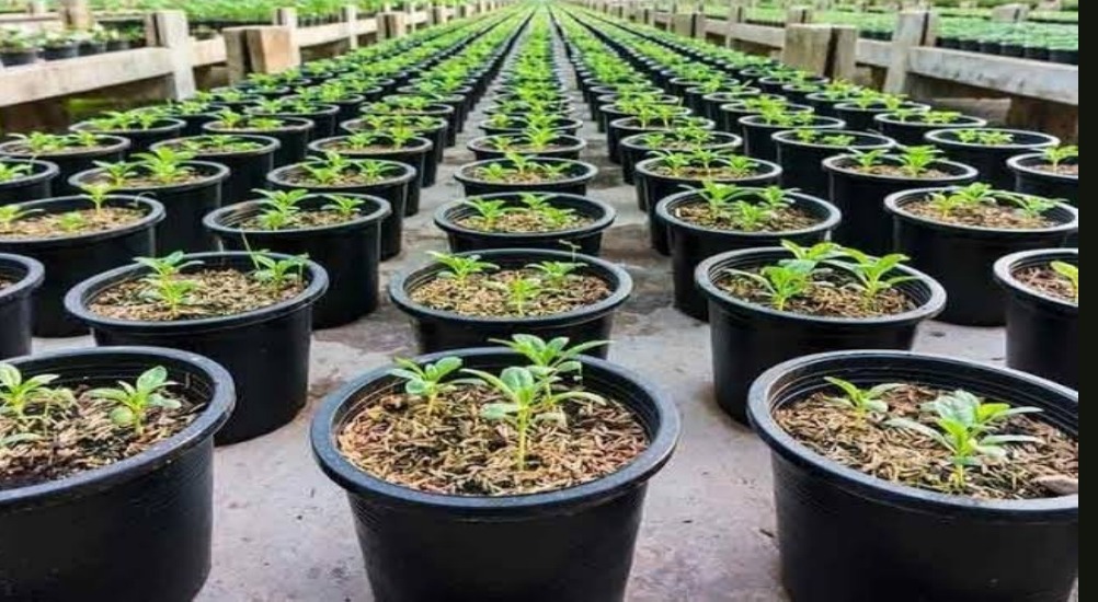 Seedlings