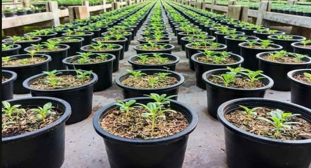 Seedlings