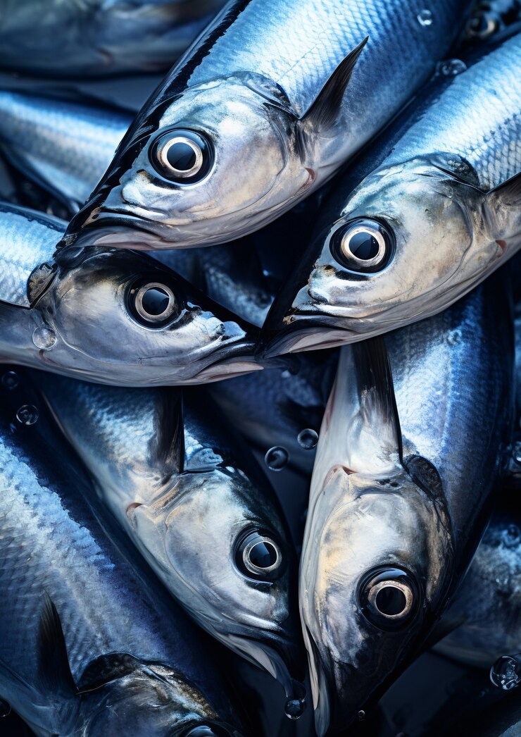 Sailfish/കൊയല delivery available 