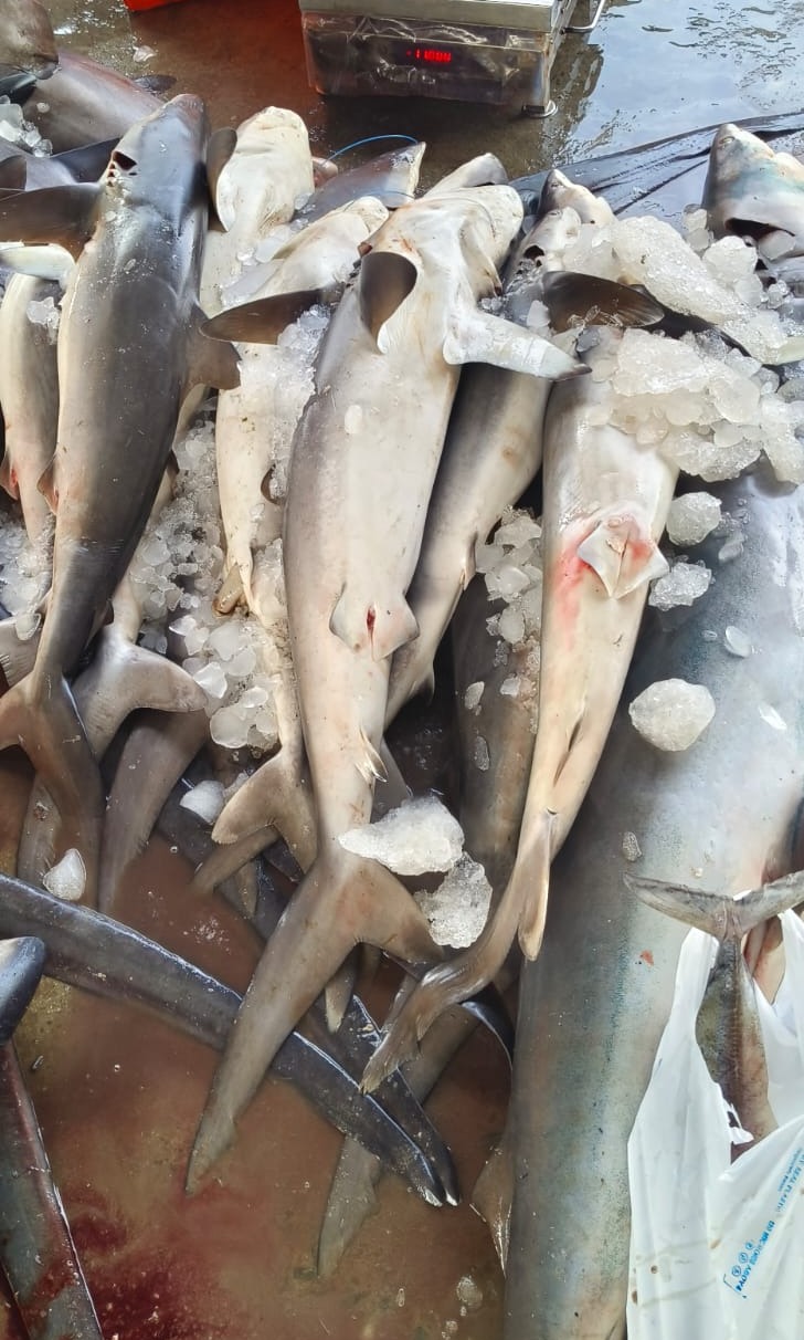 Shark / സ്രാവ് delivery available
