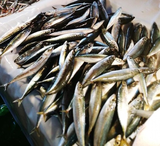 Sardine/മത്തി delivery available 