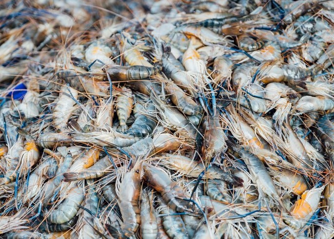 PRAWNS/ചെമ്മീൻ delivery available