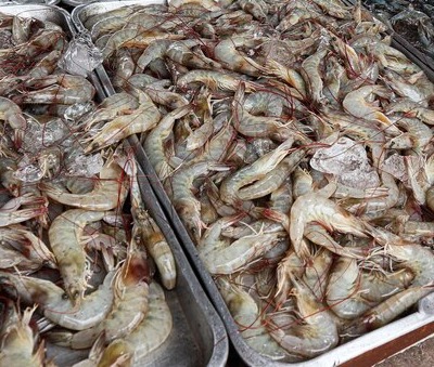 PRAWNS/ചെമ്മീൻ delivery available
