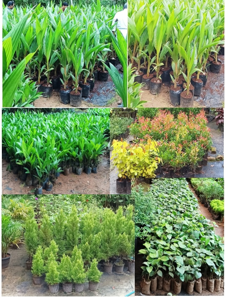 Agricultural nursery, AMRUTHA GARDENS, 