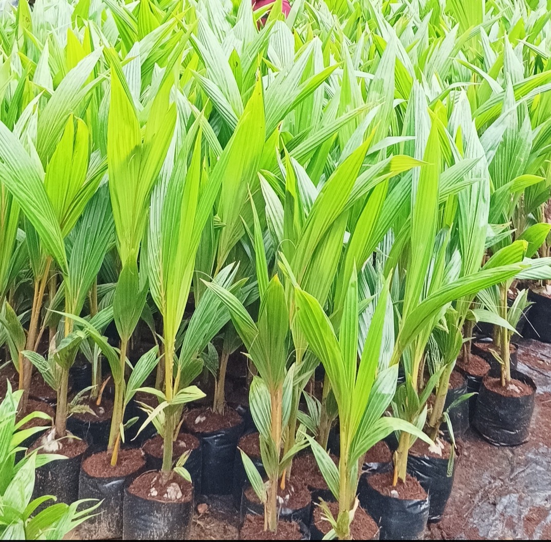 Agricultural nursery, AMRUTHA GARDENS, 