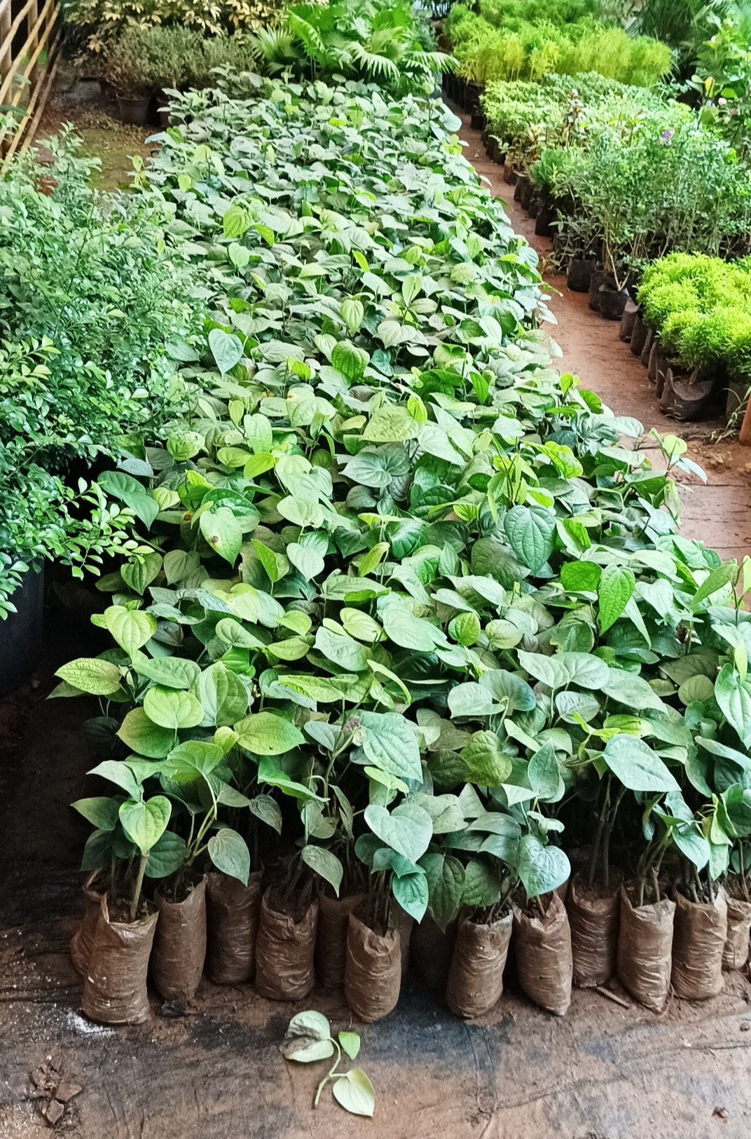 Agricultural nursery, AMRUTHA GARDENS, 