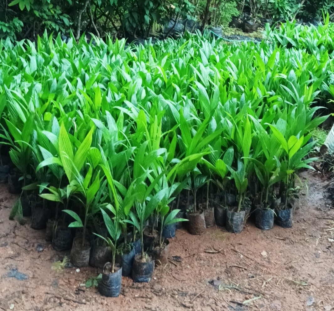 Agricultural nursery, AMRUTHA GARDENS, 
