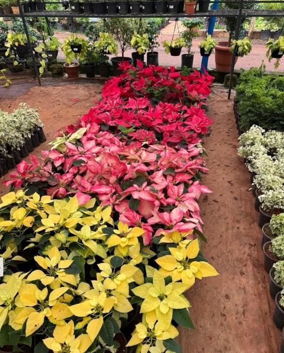 Bonsai trees & Exotic fruit plants Cheruvanchery Kannur,  Indoor plants  Outdoor ​plants Cheruvanchery Kannur, Thanal Agro Farm & Nursery Cheruvanchery Kannur